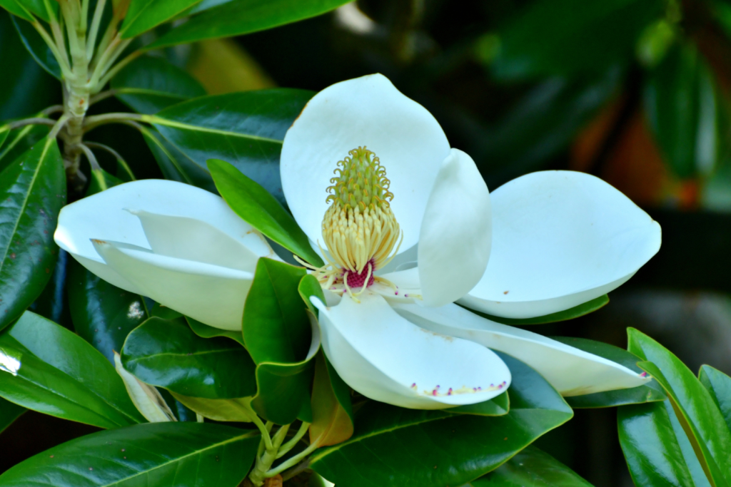 Magnolia grandiflora