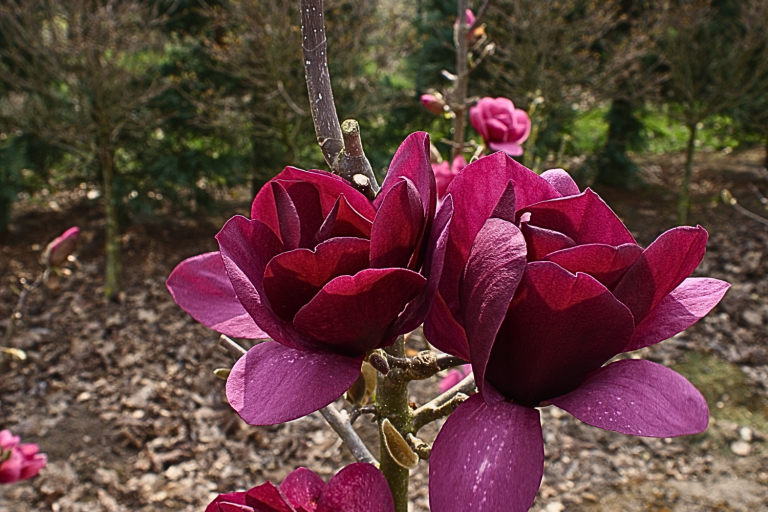 Magnolia 'Emperor'