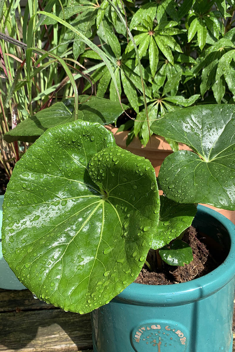 farfugium-gigantea