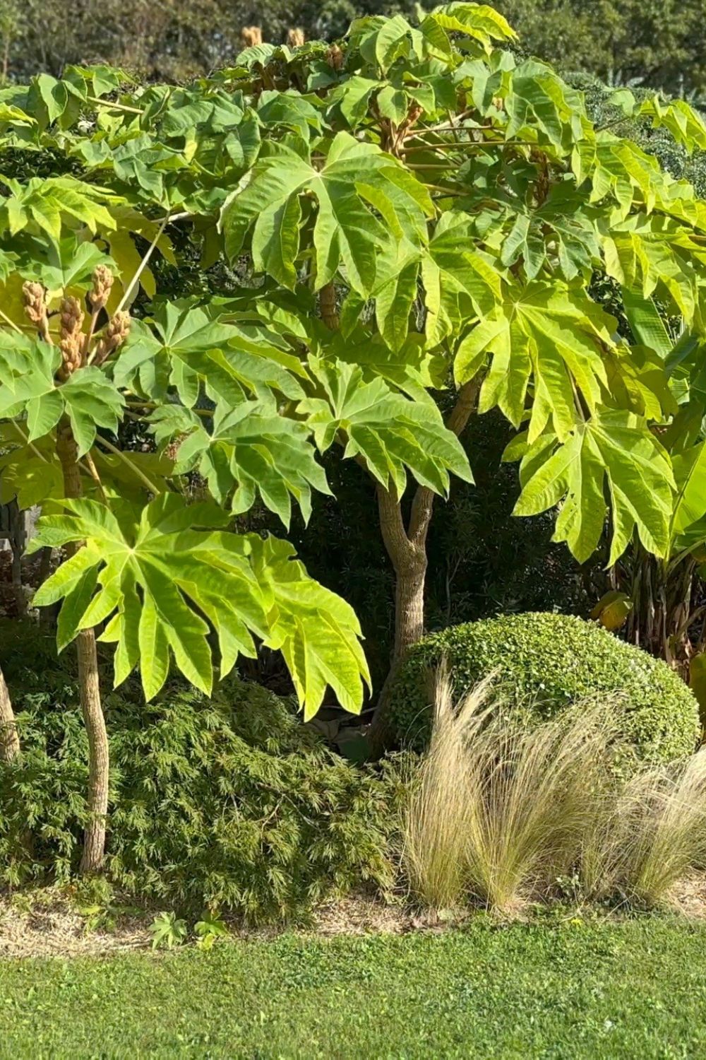 tetrapanax