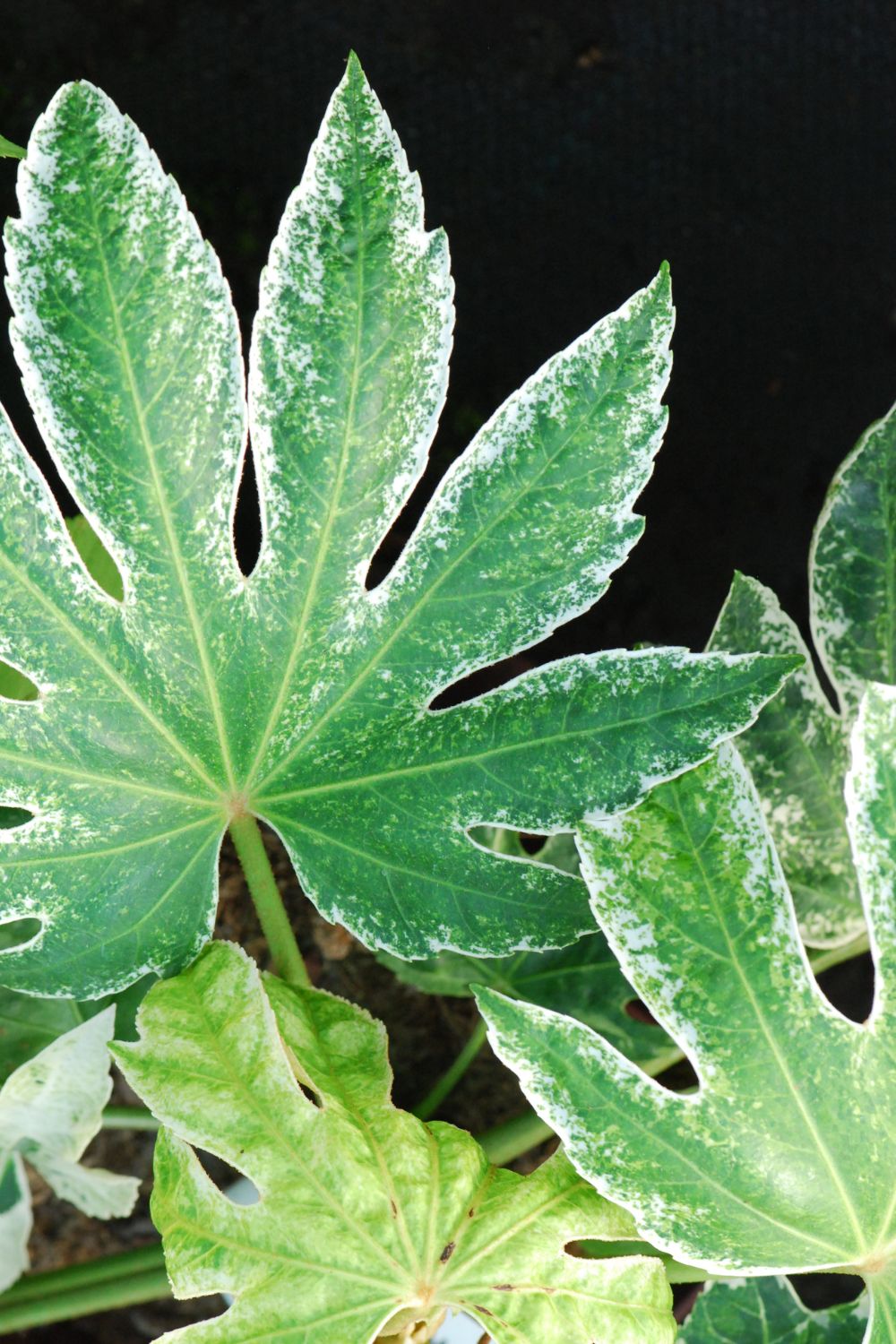 aralia