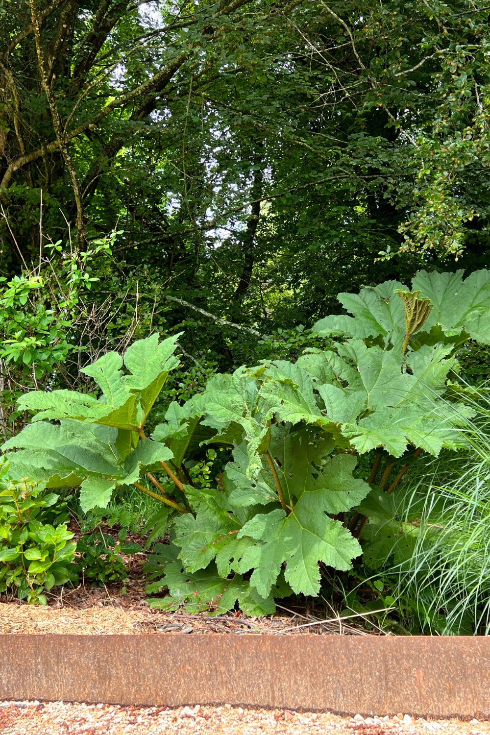 gunnera
