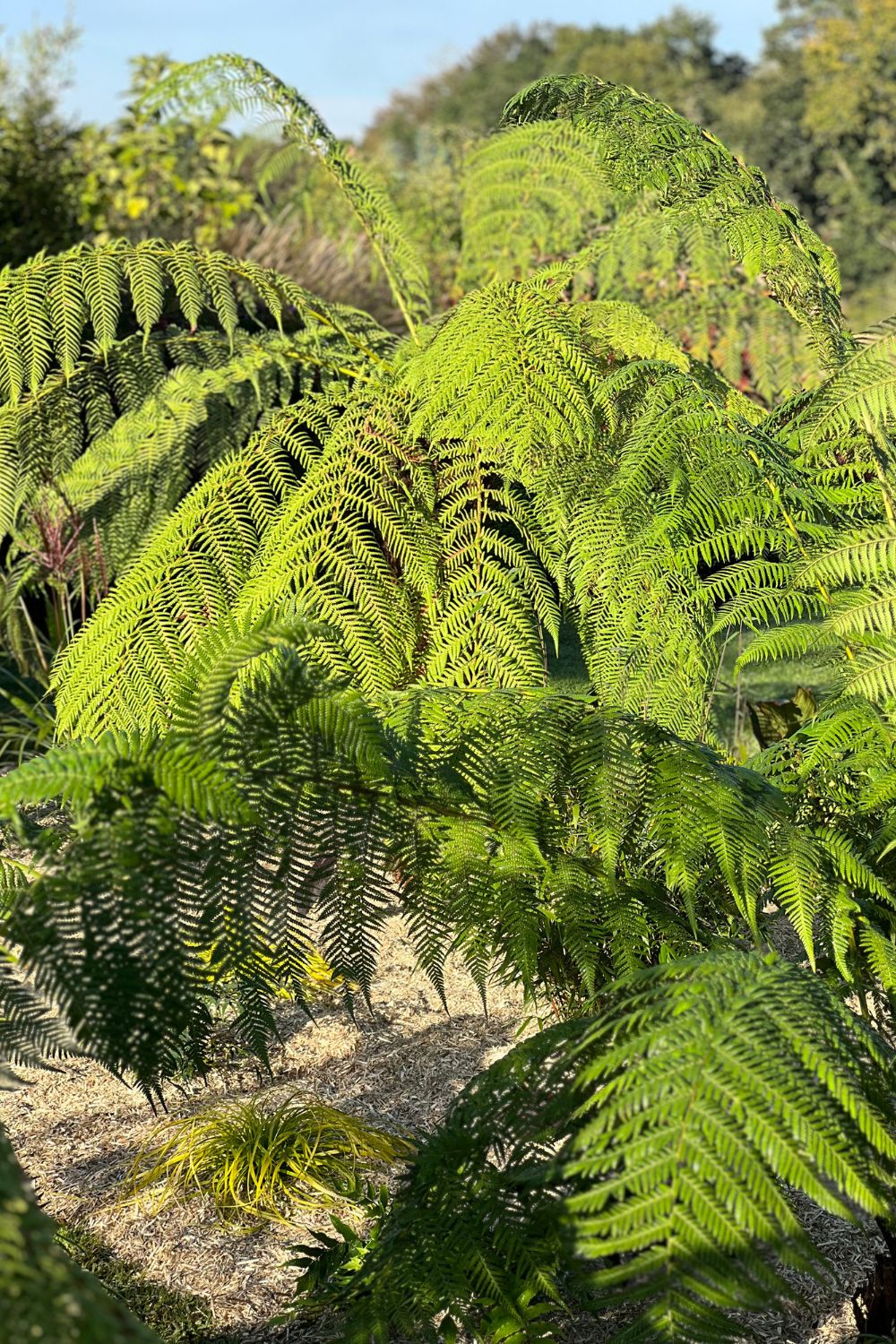 fougère arborescente