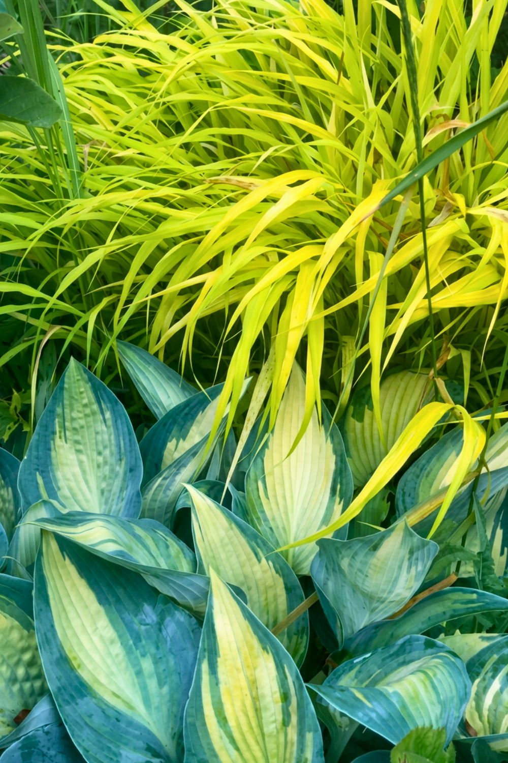 Hosta et hakonechloa