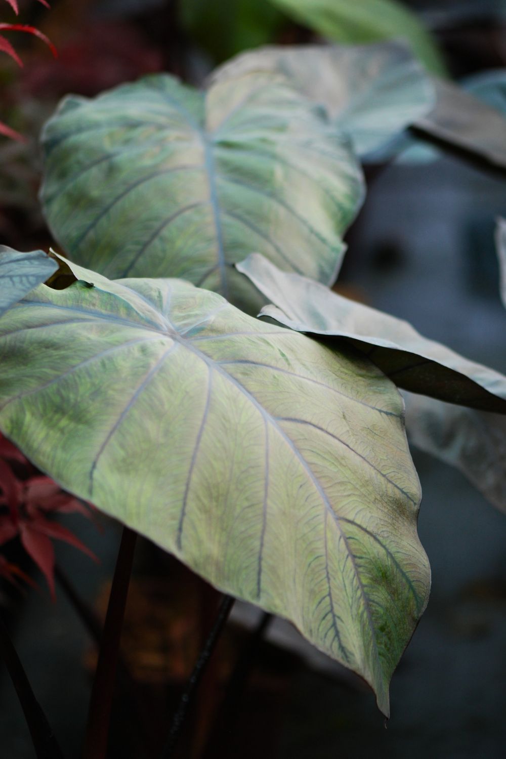 colocasia black ripple
