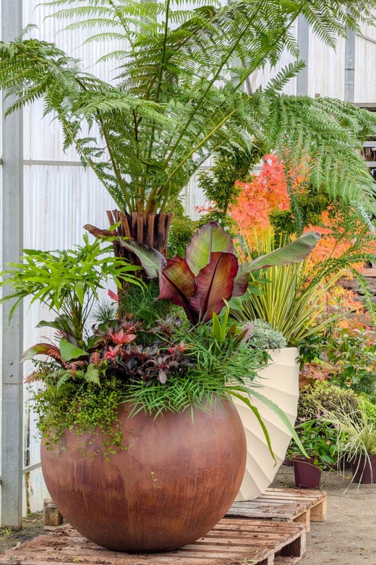 composition jungle en pot