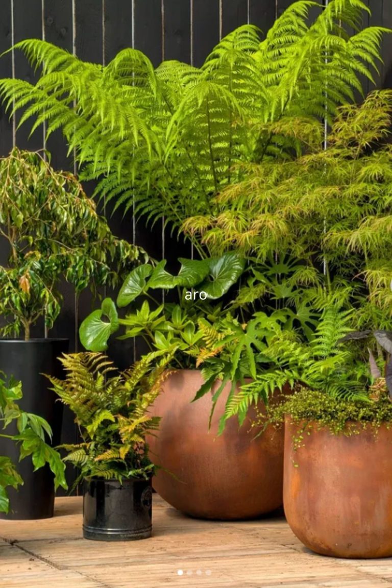 ambiance jungle en pot