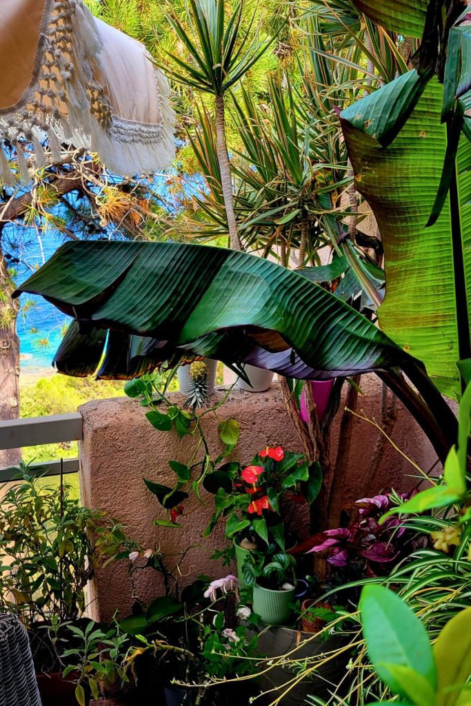 balcon jungle