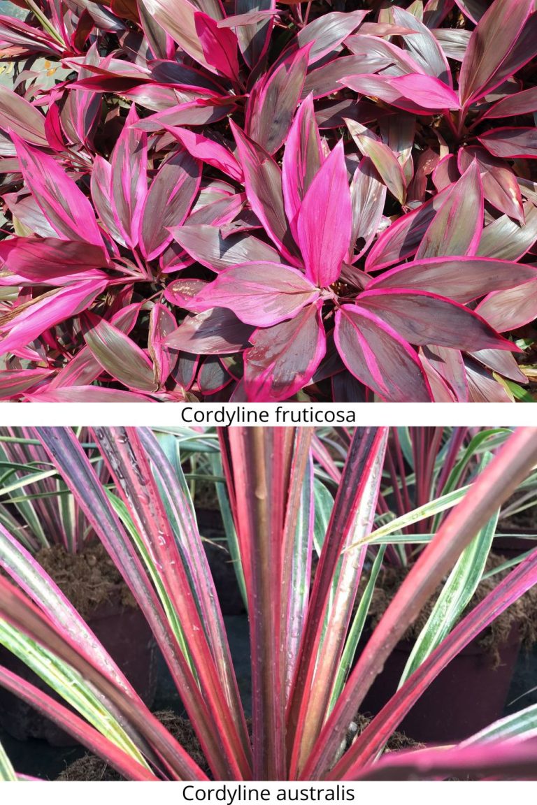 Australis et fruticosa