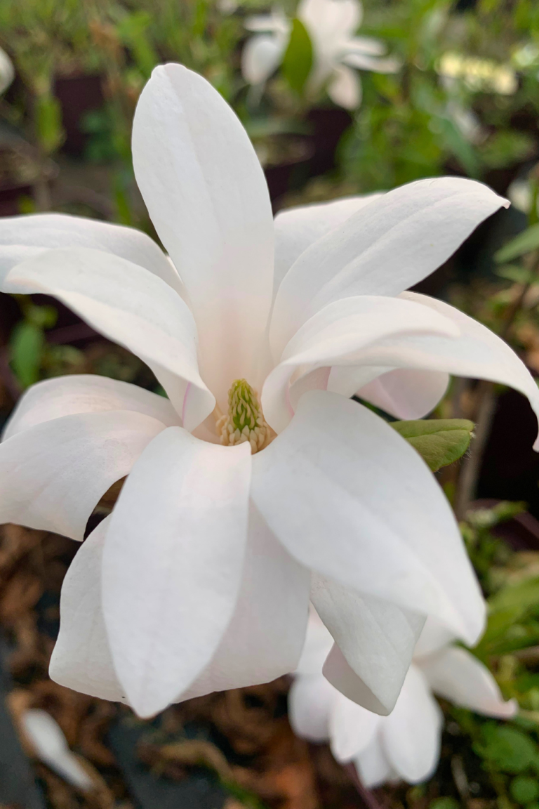 Magnolia stellata