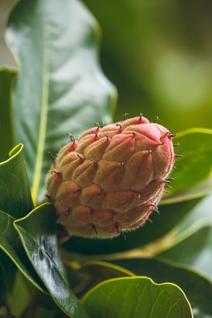 Fruit de magnolia