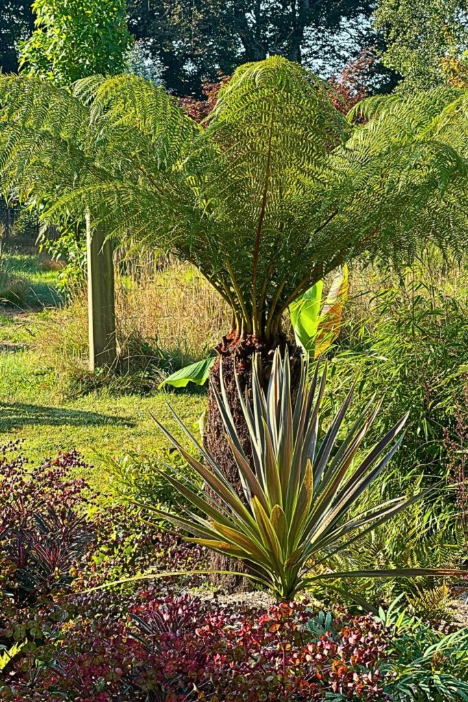 cordyline et fougère