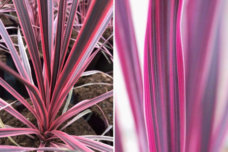 'Charlie Boy' & 'Pink Passion'