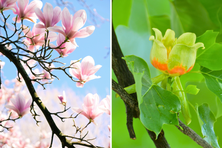 Magnolia versus tulipier