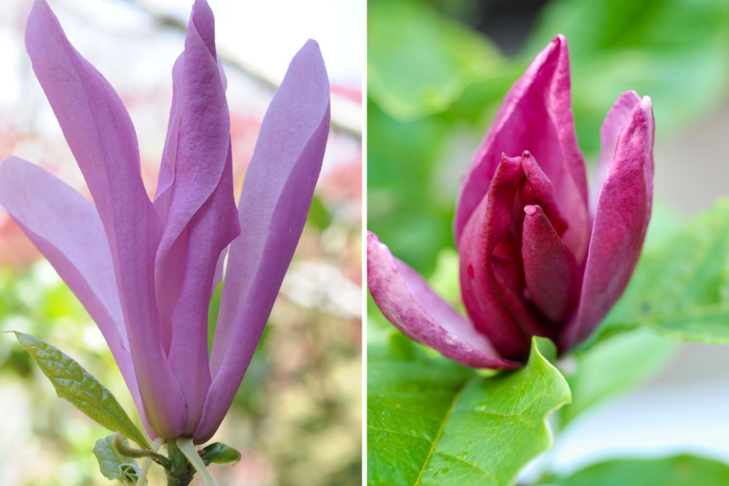 Magnolias 'Susan' et liliflora 'Nigra'