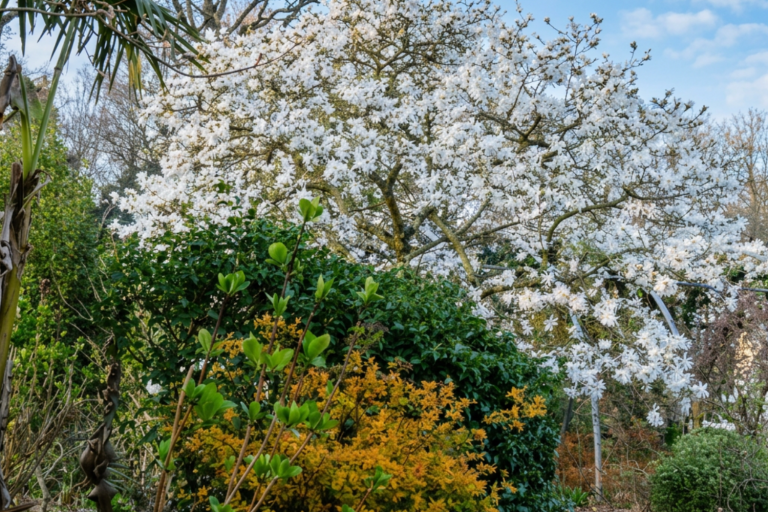 Magnolia