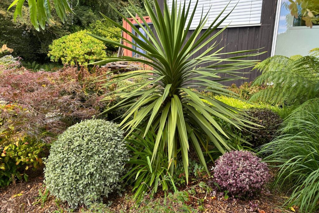 Rusticité cordylines
