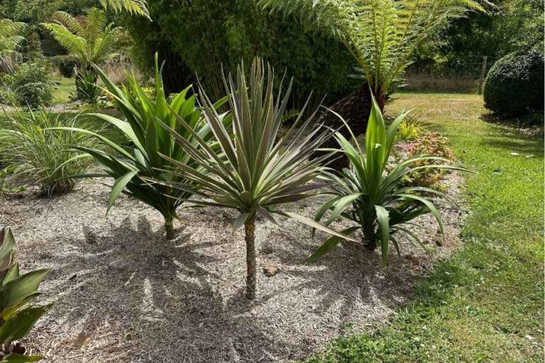 massif cordyline