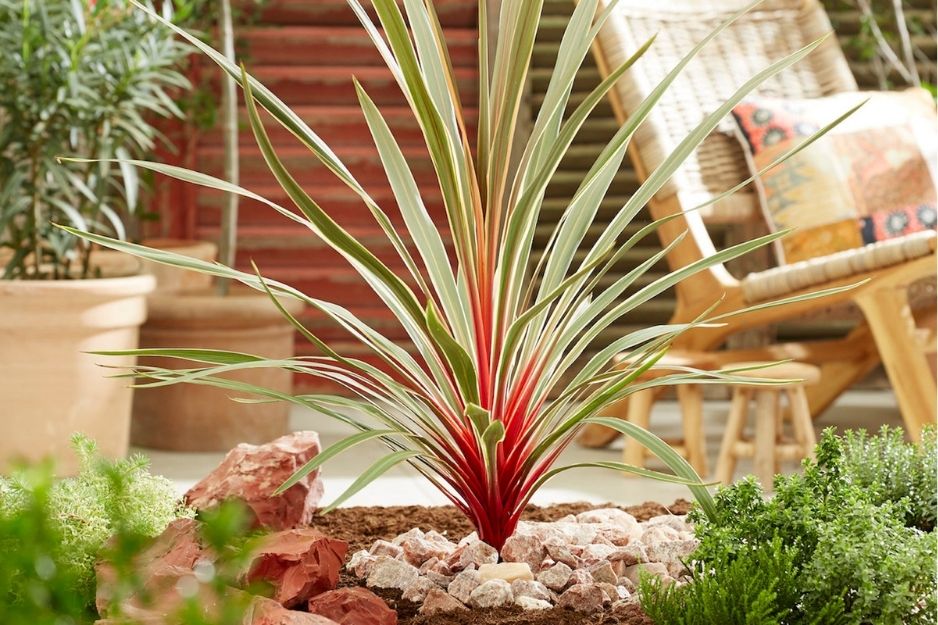 cordyline