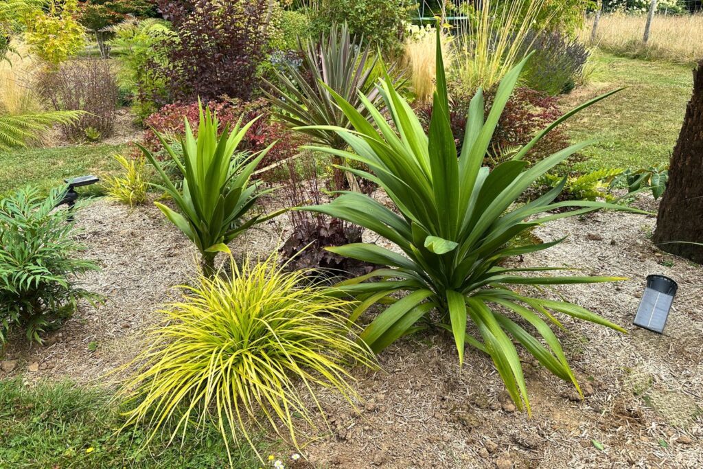 3 cordylines