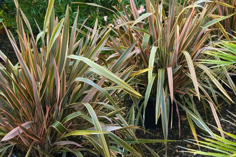 Phormium