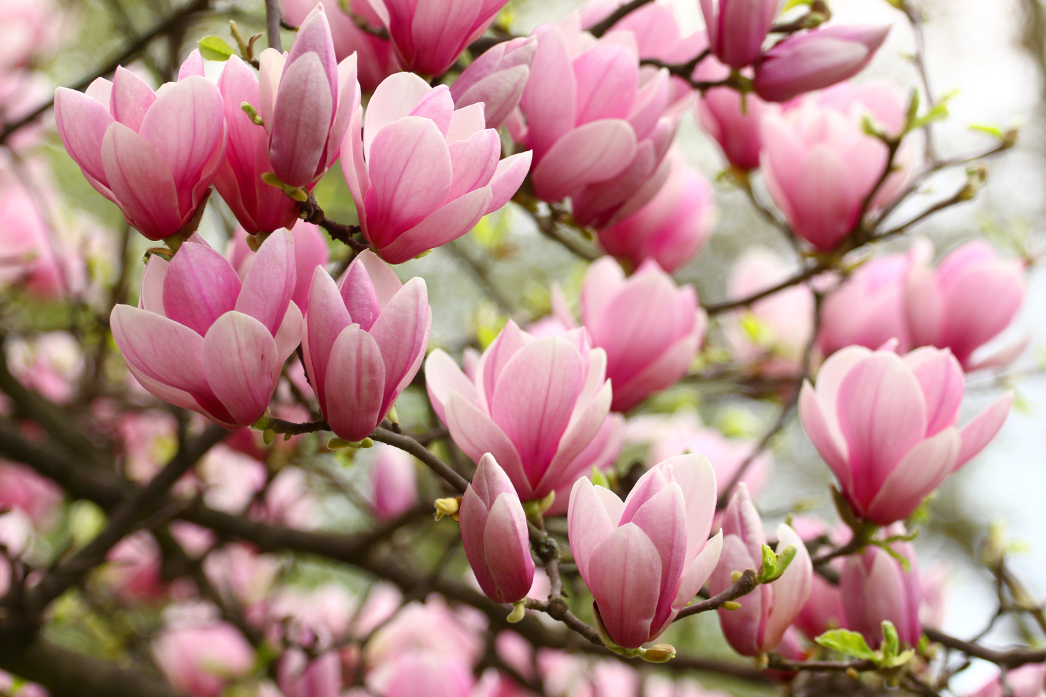 Magnolia rose