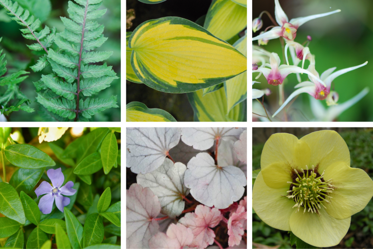 plantes ccouvre-sol magnolia