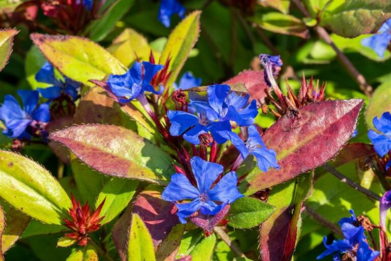 Ceratostigma
