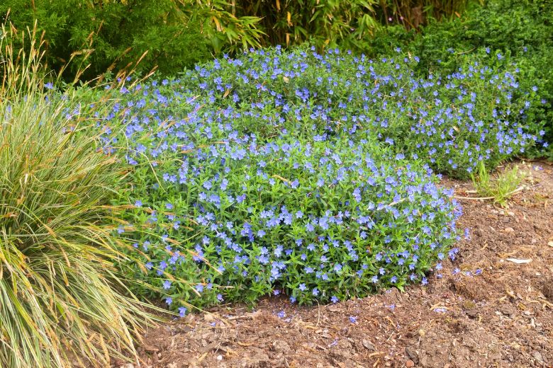 lithodora