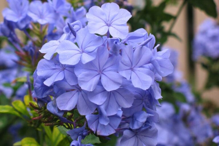 Plumbago