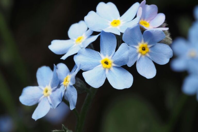 myosotis