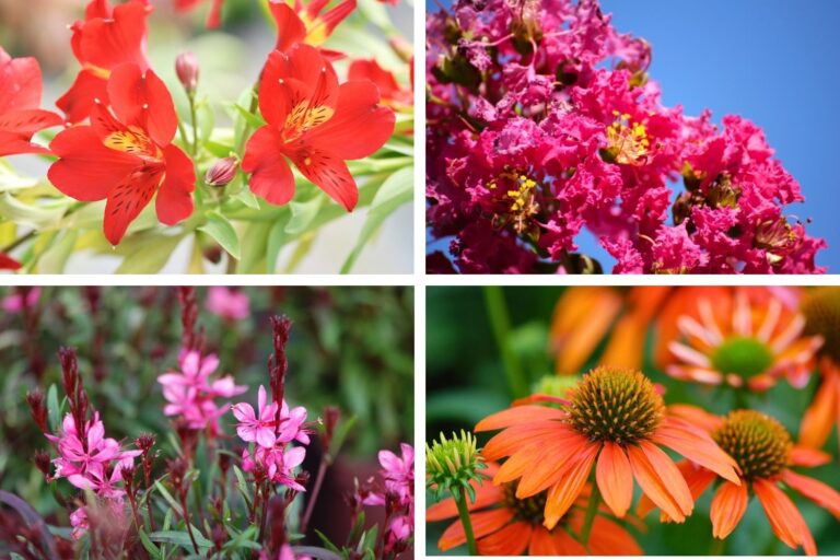 Alstromère, Lagerstroemia, Gaura, Echinacée