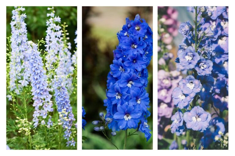 delphiniums mix