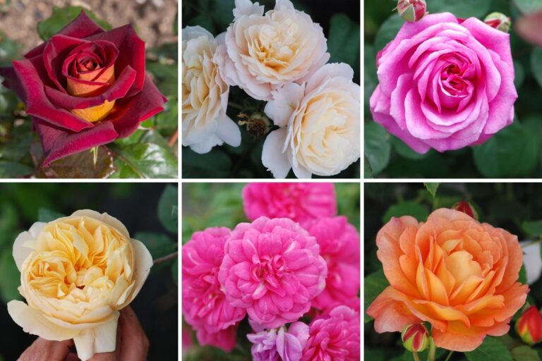 Rosiers Roué