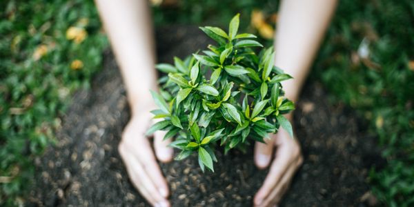 Accueil 166 - Roué Pépinières Que planter en septembre ?