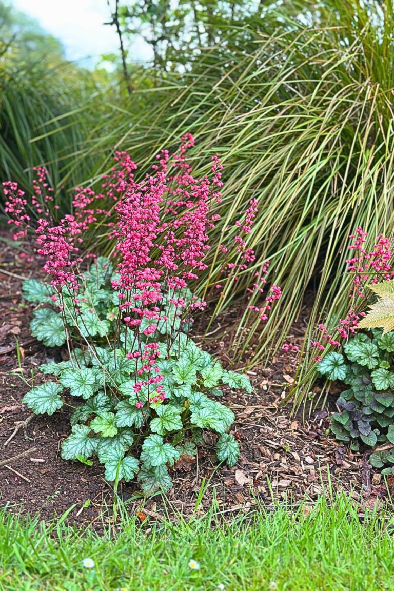 Heuchère en fleurs