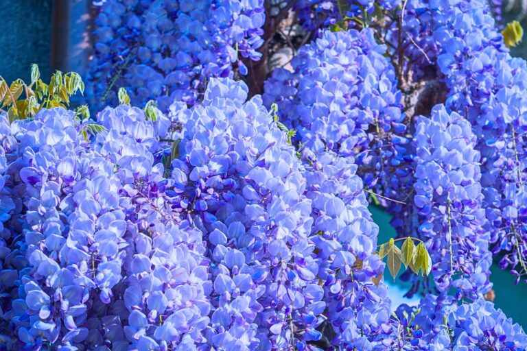 glycine bleue