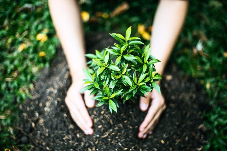 Pourquoi planter en septembre