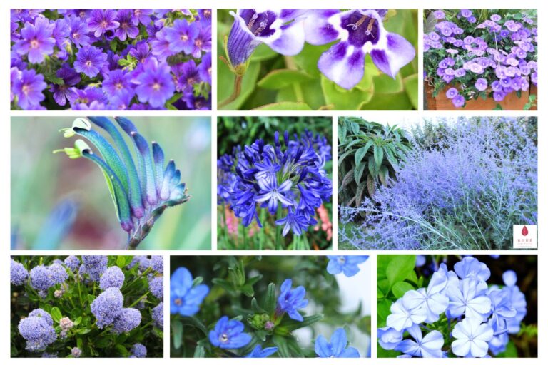 Fleurs bleues