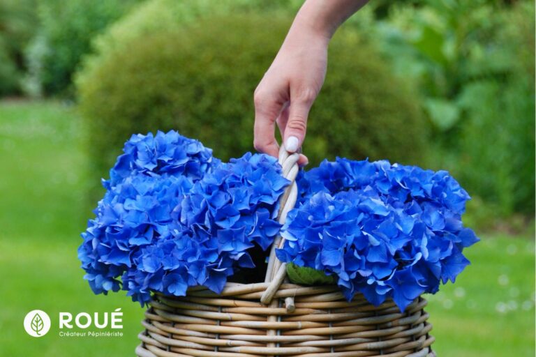 Hortensia bleu