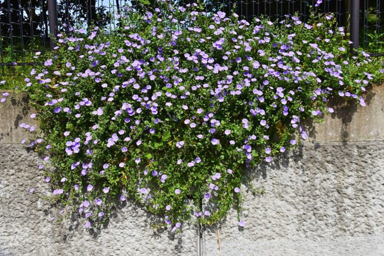 Convolvulus