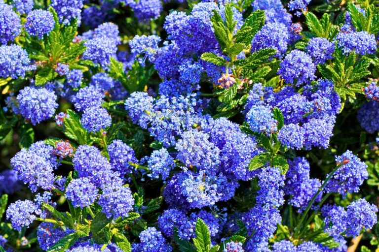 Lilas de Californie