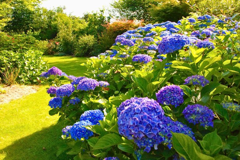 Hortensia bleu