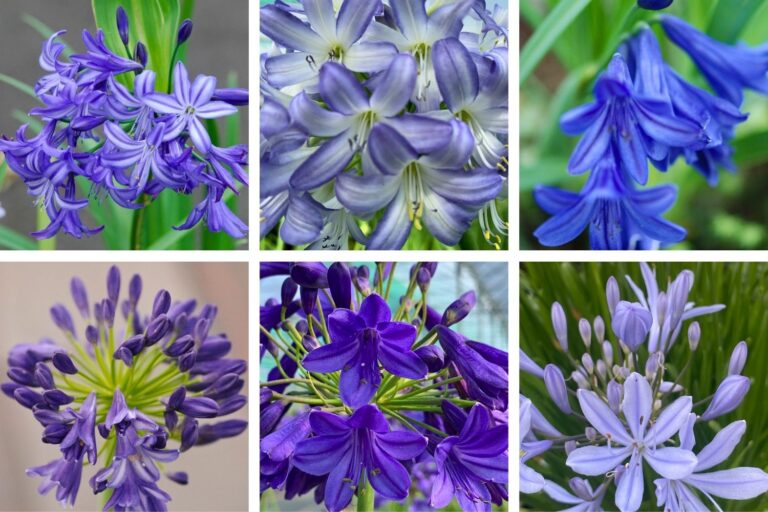Variétés bleues agapanthes