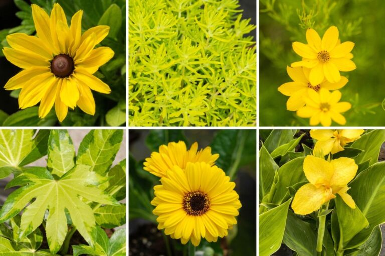 Feuillages et fleurs jaunes