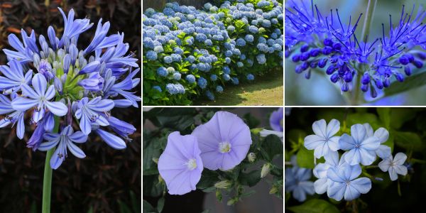 Fleurs bleues