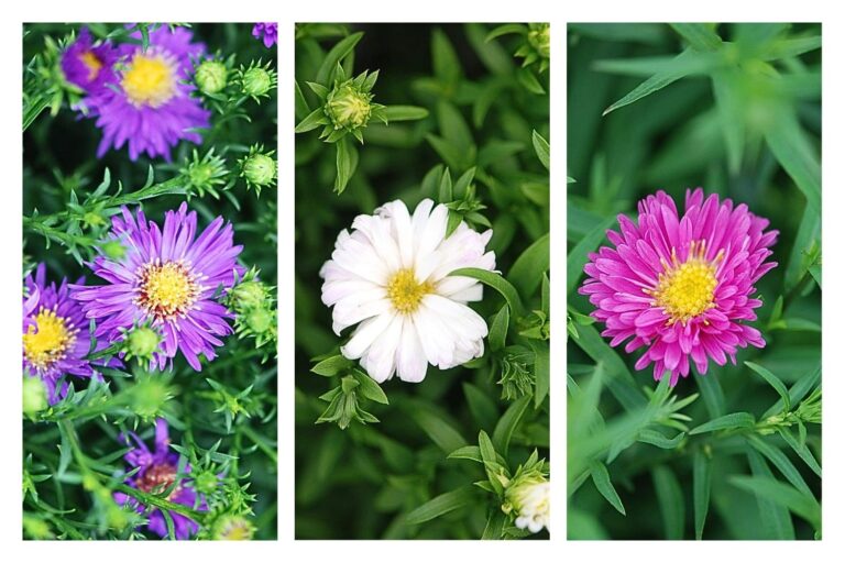 Asters