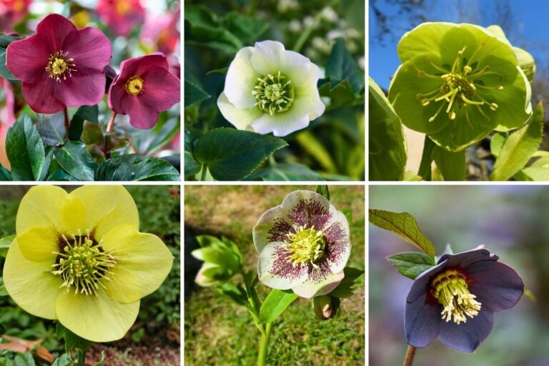 Hellebores