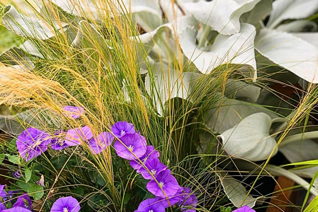 Senecio, stipa, convolvulus