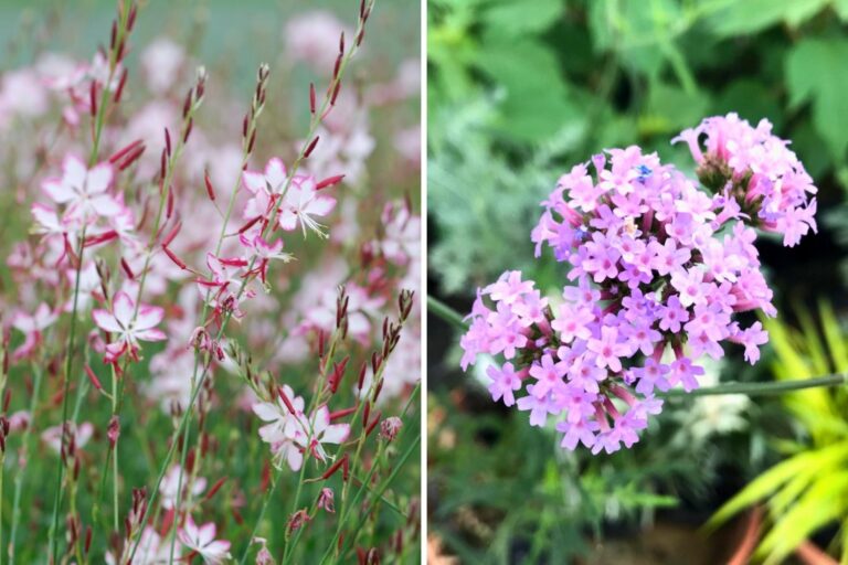 Gaura et verveine de Buenos Aires